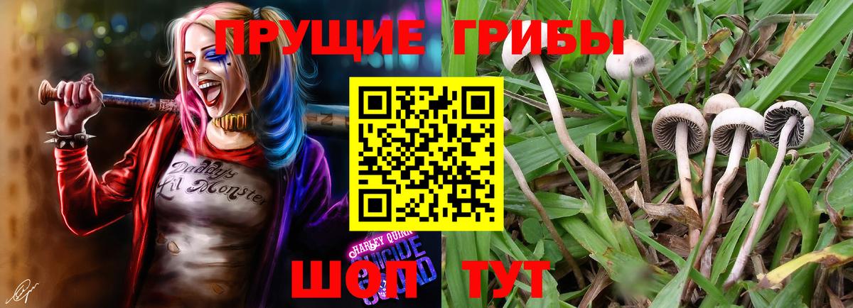 Псилоцибиновые грибы Psilocybine cubensis Губкинский